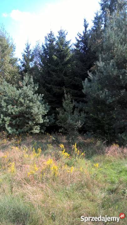 Działka Rolna położona w otulinie Bolimowskiego 35000m2 mazowieckie Sokule