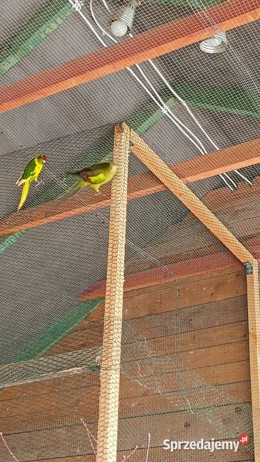 Papugi górskie Ptaki Koszyce