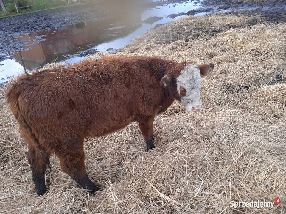 Jałówki odsadki Bydło mięsne Przynotecko