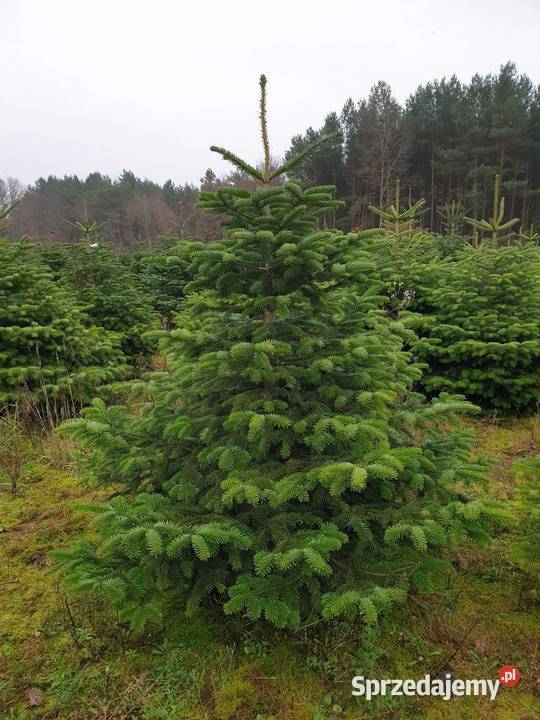 Hurt Jodła Kaukaska klasa Premium Środa Wielkopolska sprzedam