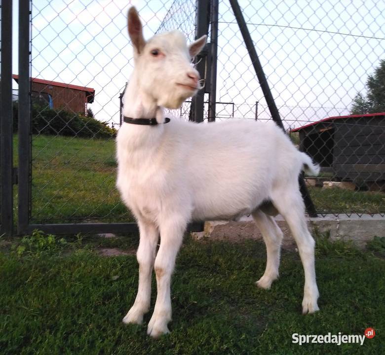 Koziołek capek 5 mcy