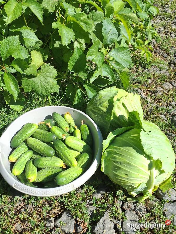 Kapusta Warzywa Sezonowe pełna Lubomierz