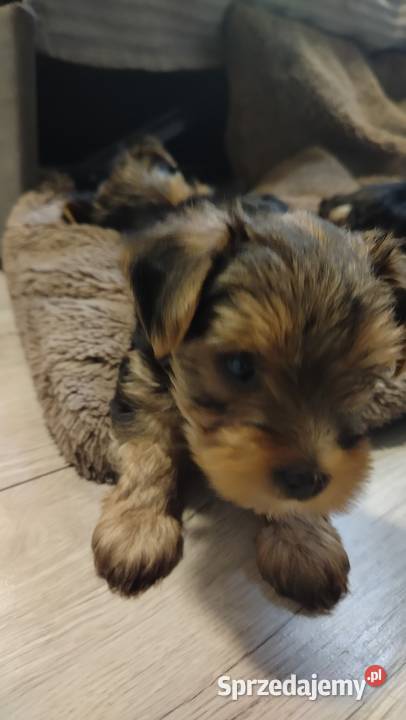 Śliczne Yorkshire terrier miniaturki Łask sprzedam