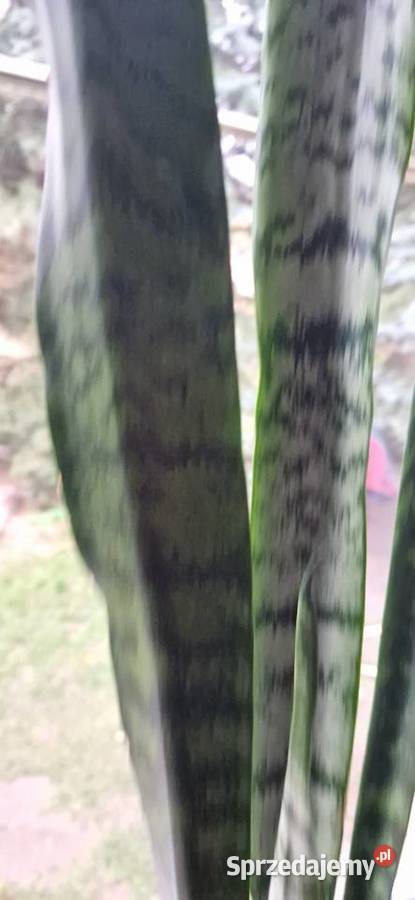 Sansevieria Laurentii żelazna roślina GWINEJSKA Kamieniec Wrocławski
