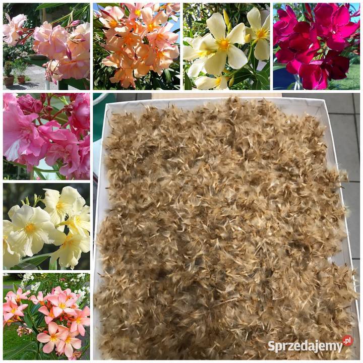 Szczepki okeander powinny zakwitnąć 2021 roku Brzeźnica