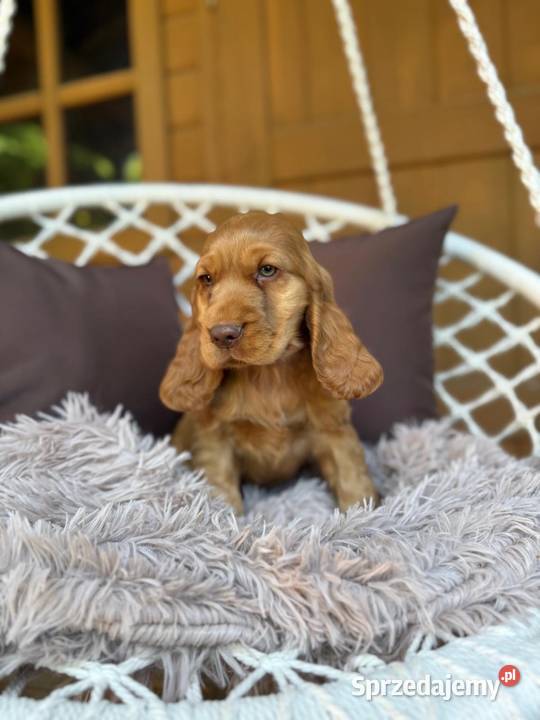 Wyjątkowy Piesek Cocker Spaniel Angielski złoty mazowieckie Warszawa