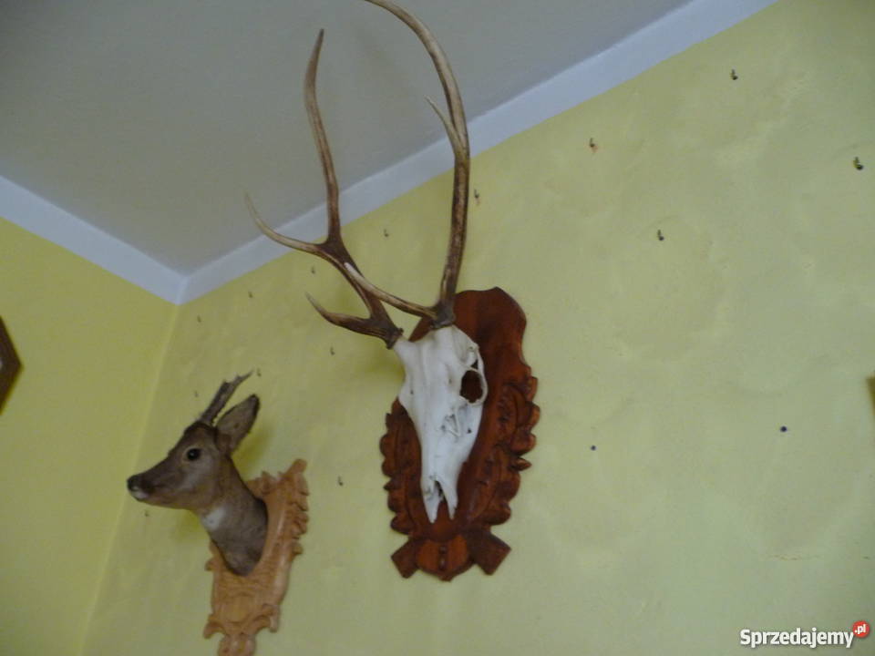 Pamiątkowe poroże i medalion rogacza Pozostałe