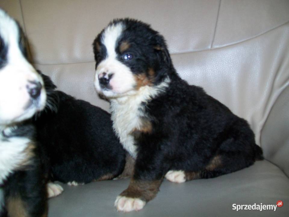berneńskie psy pasterskie Mikołów sprzedam