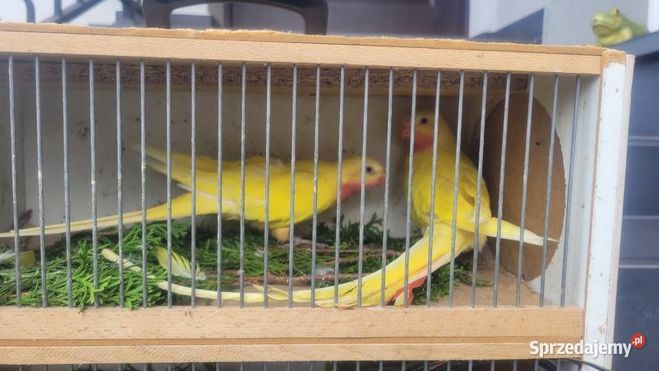 Papugi księżniczki walli lutino Wieliczka