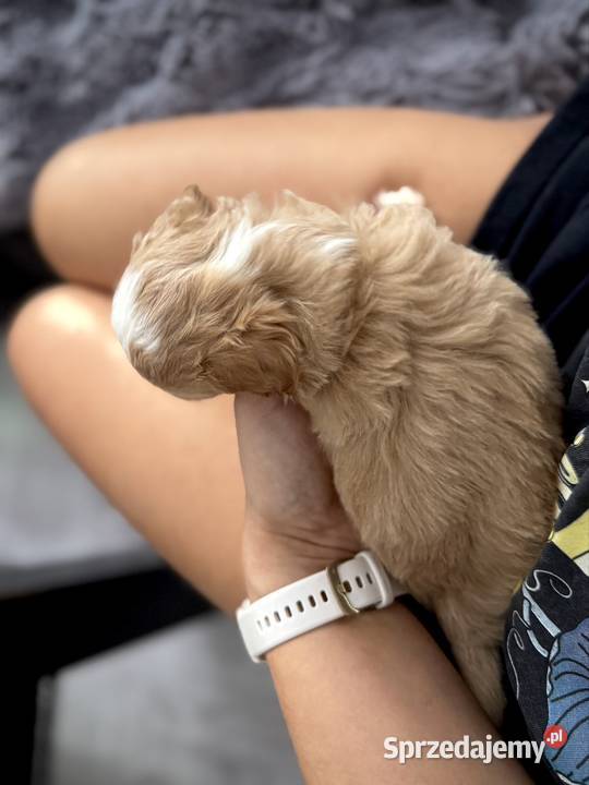 Maltipoo piękne dziewczynki Wadowice