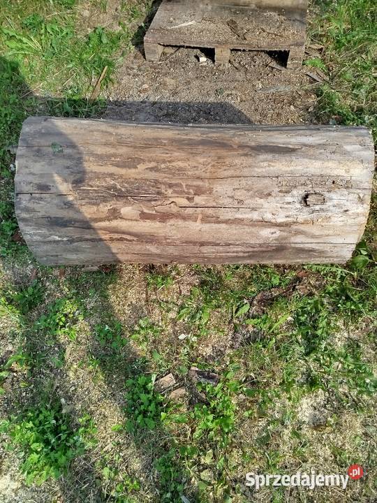 Pień orzecha włoskiego suchy Leśnictwo