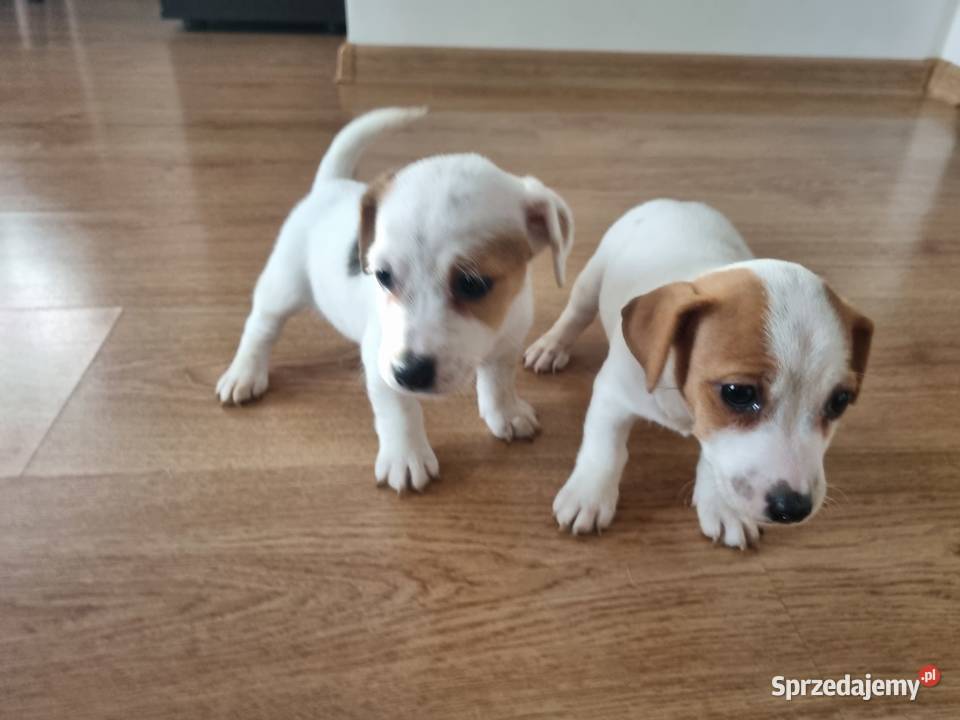 ŚLICZNE SUNIE Jack Russell Terrier Stary Broniszew