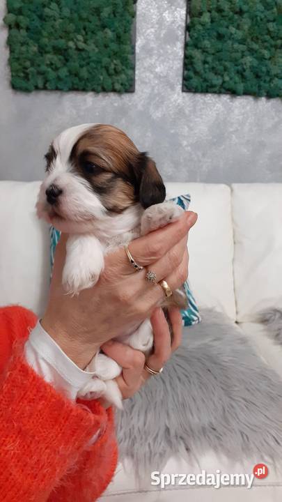 Shih Tzu Maltańczyk Rzeki Wielkie