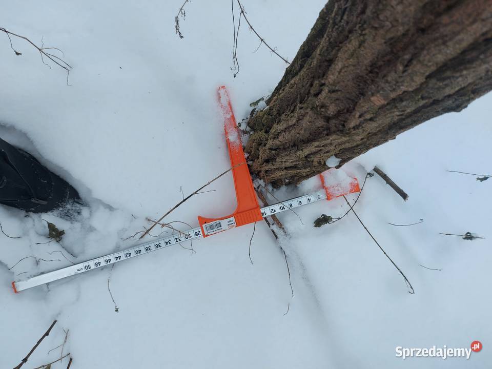 Słupy AkacjowePlantacja Chmielowa śląskie
