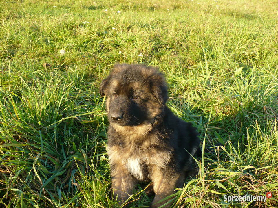 Owczarek Niemiecki Długowłosy Bachórzec
