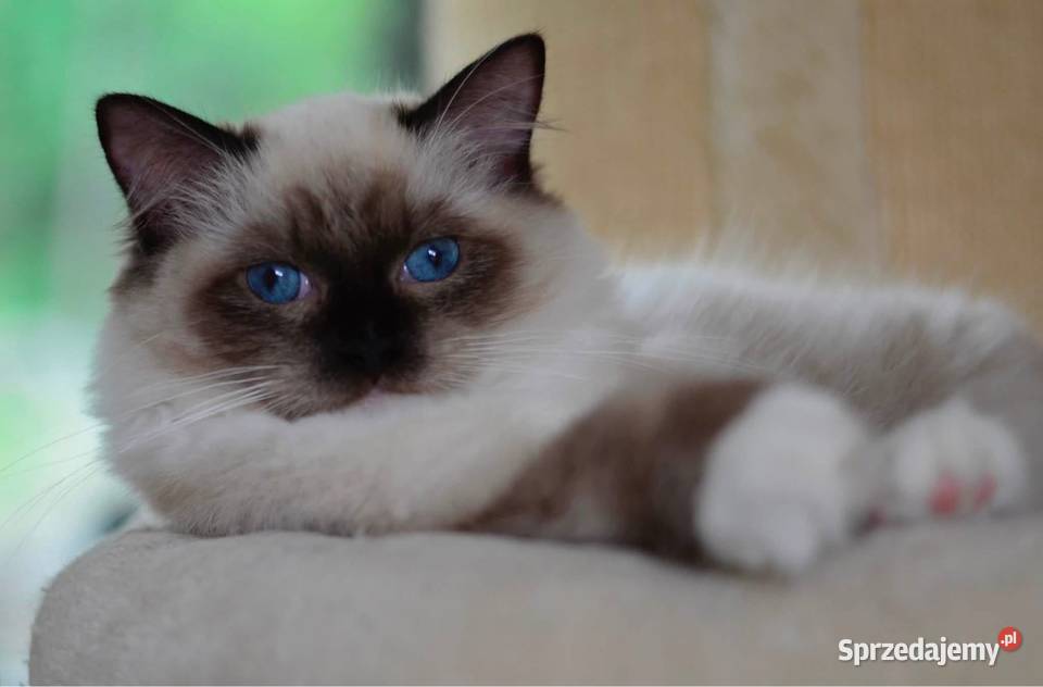 Toffi kotka Ragdoll Malbork