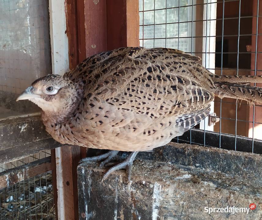 Młode bażanty łowne Rybno