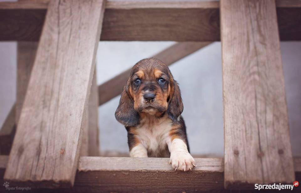 Szczenieta basset hound Championach z rodowodem Jaworzno