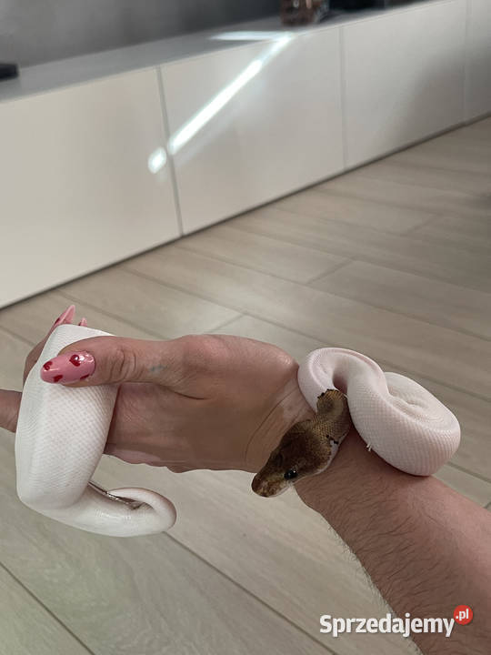 Python Regius Samiec Mojave Piebald poss mazowieckie Warszawa