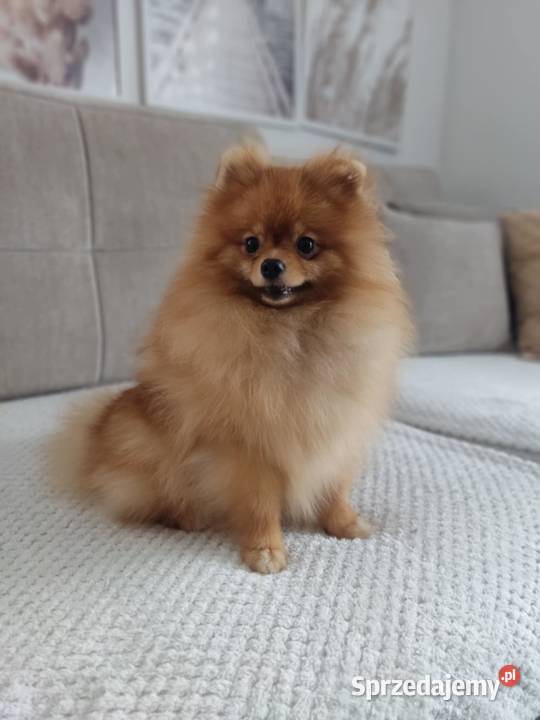 Pomeranian Szpic miniaturowy Rudunki