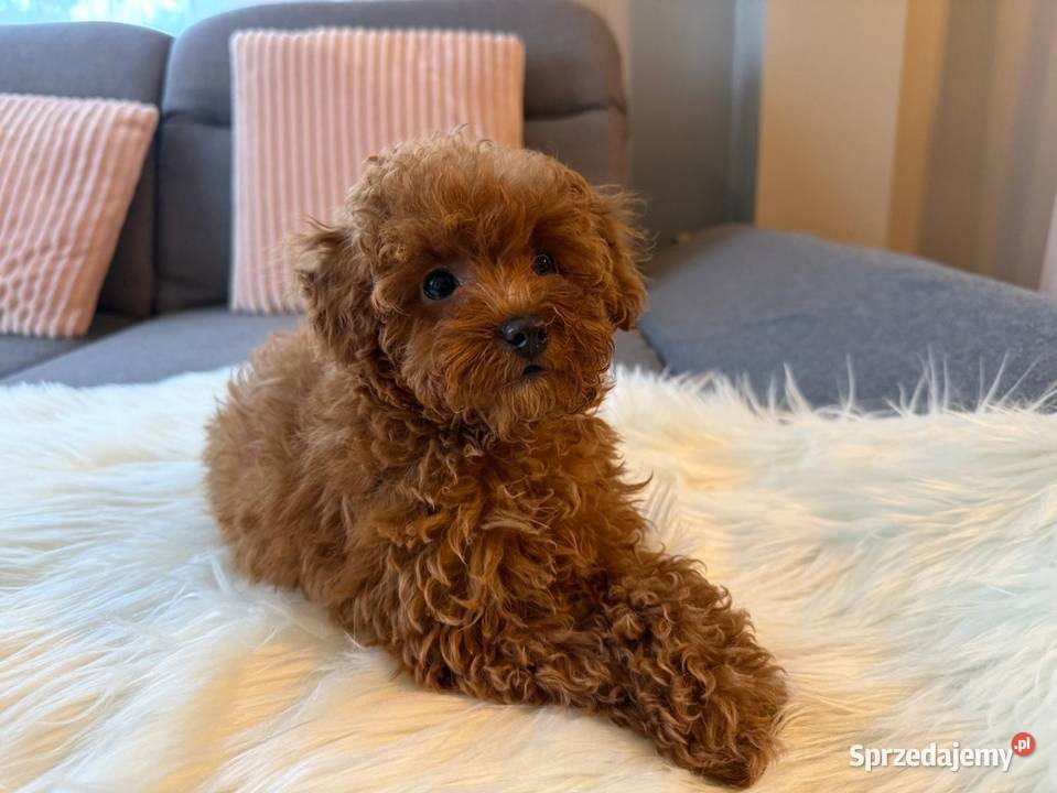 Pudelek Toy Piesek Warszawa