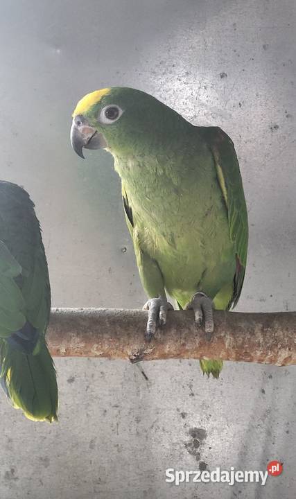 Amazonka Surinamska żółtoczelna 25r mazowieckie Sulbiny