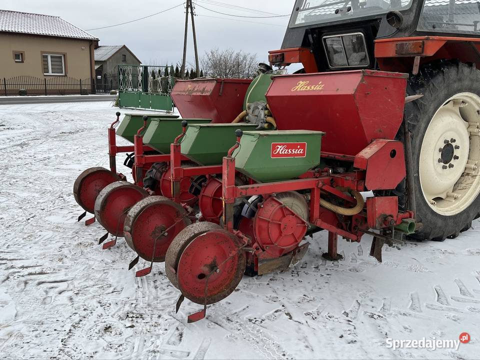 Siewnik hassia wielkopolskie Dziwie