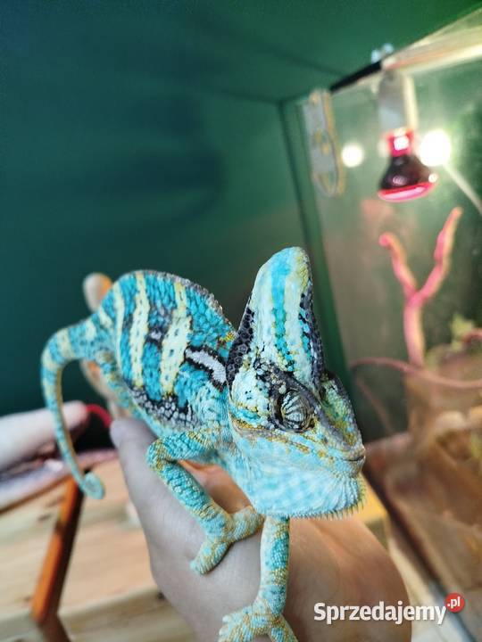 Kameleon Jemeński z terarium Gady i płazy Boguchwałowice sprzedam