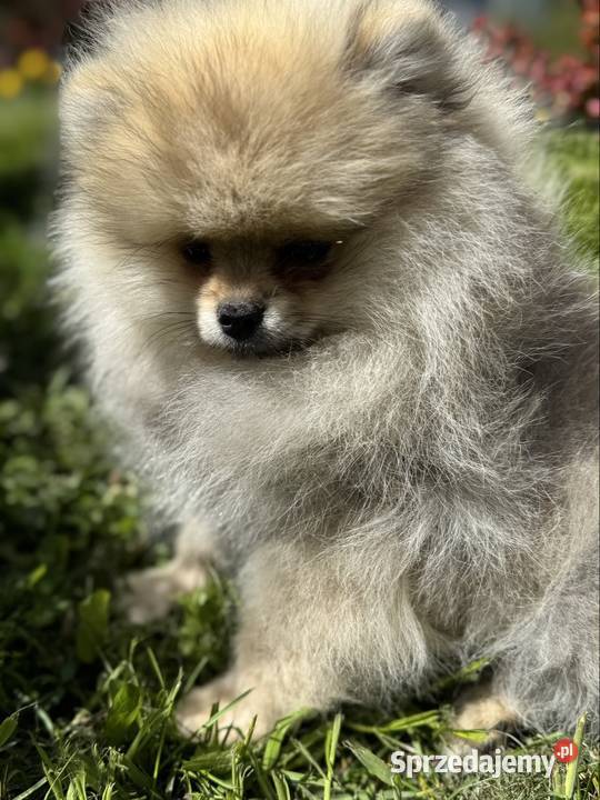 Szpic minaturowy Pomeranian Boo Gdańsk