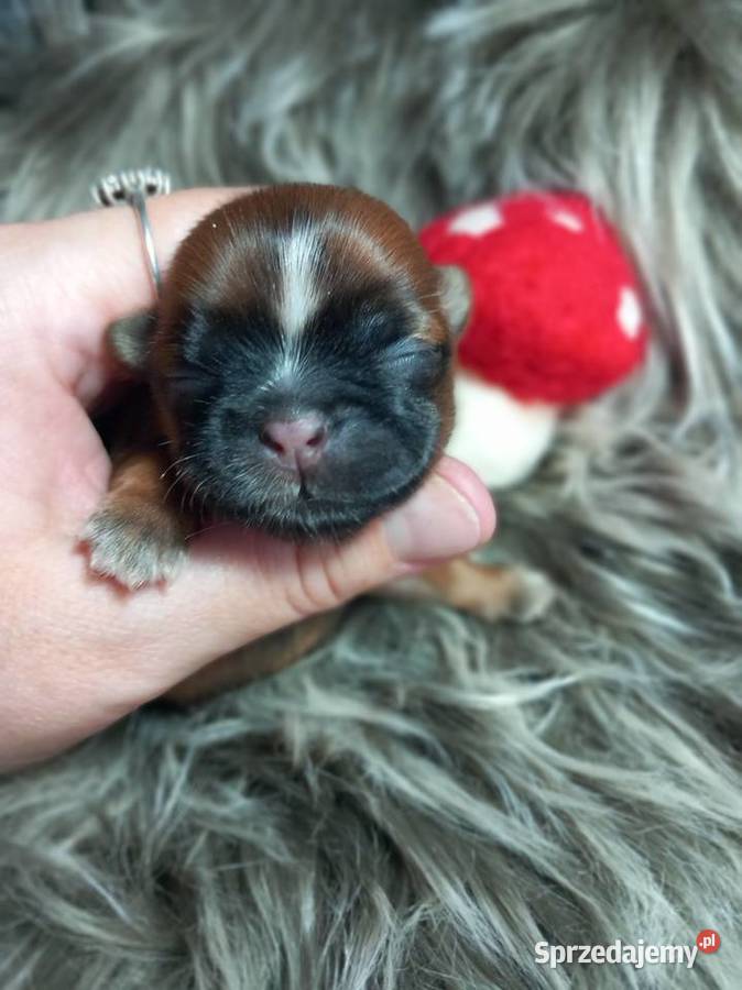 ShihTzu suczka odbiór w grudniu opolskie Strzelce Opolskie