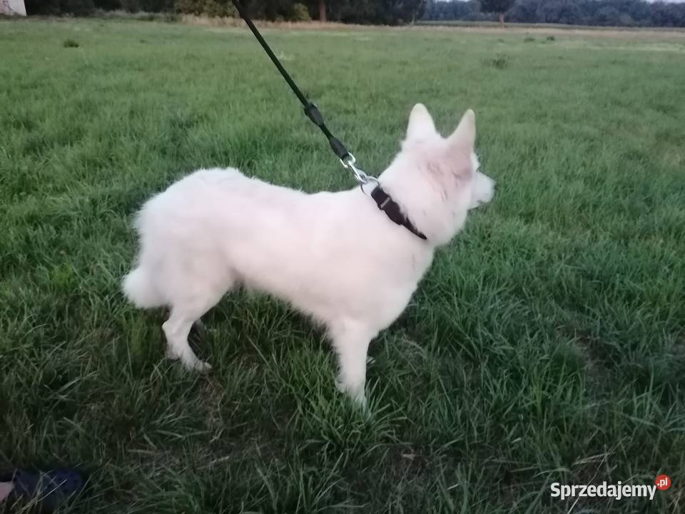 Owczarek szwajcarski dolnośląskie Oława