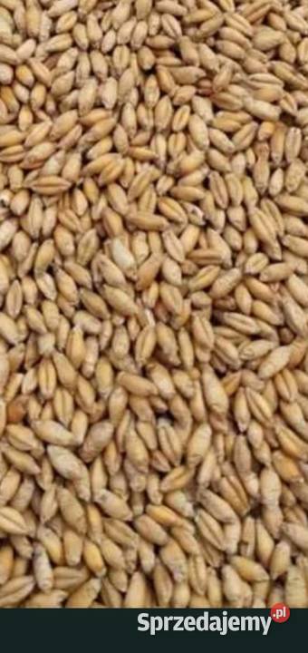 Pszenżyto mazowieckie Lipsko