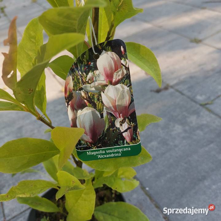 Magnolia sadzonki mazowieckie Stromiec sprzedam
