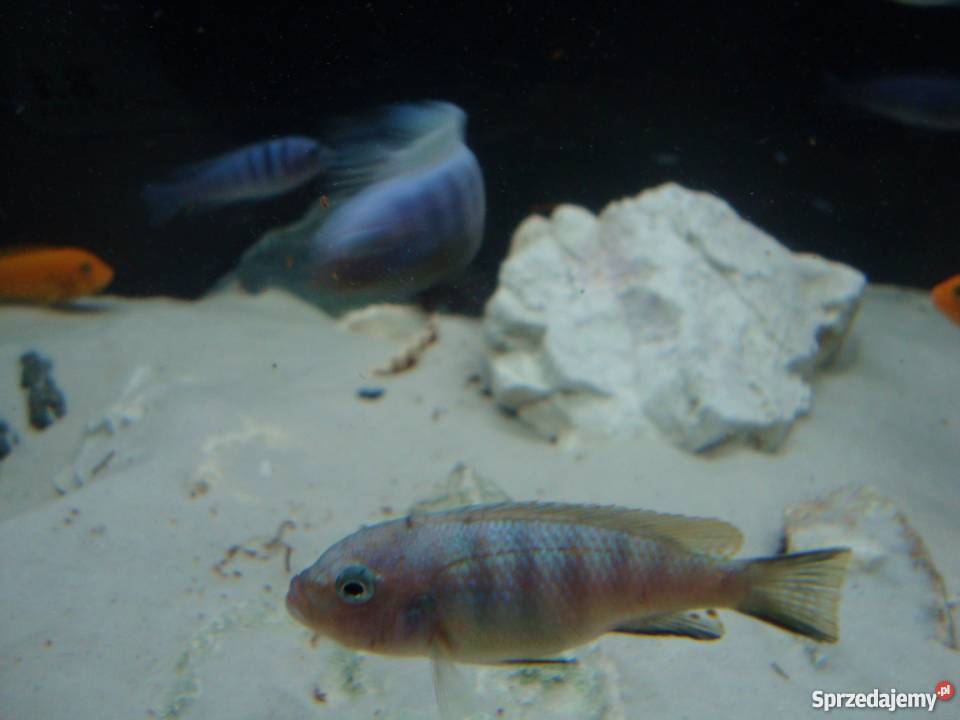 Pyszczaki różne gatunki Pozostałe Kraków