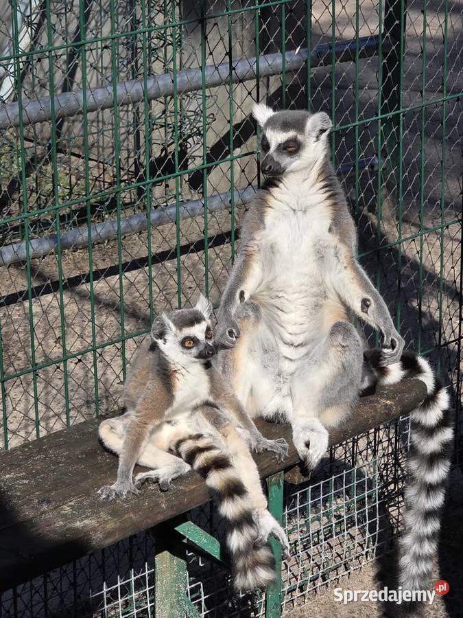 Lemur Katta samica Nowy Tomyśl sprzedam