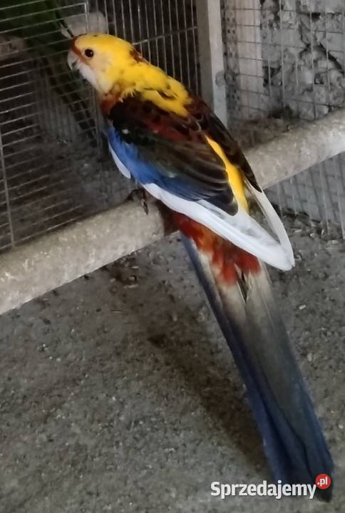 Rozele królewskie Wodzisław Śląski