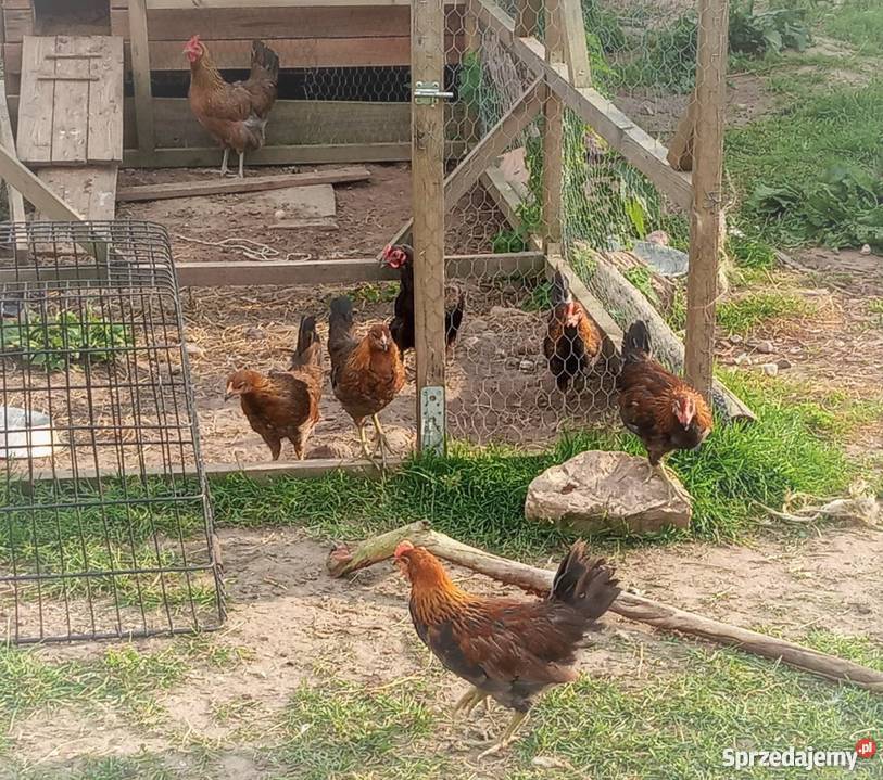 kogut zielononóżki kuropatwianej sprzedam Giżycko