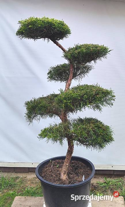 Bonsai Niwaki jałowiec pośredni Mint Julep Medynia Łańcucka