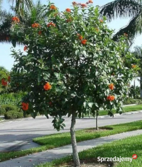KOSTLIWKA SZKARŁATNA Cordia sebestena NASIONA Lubanie