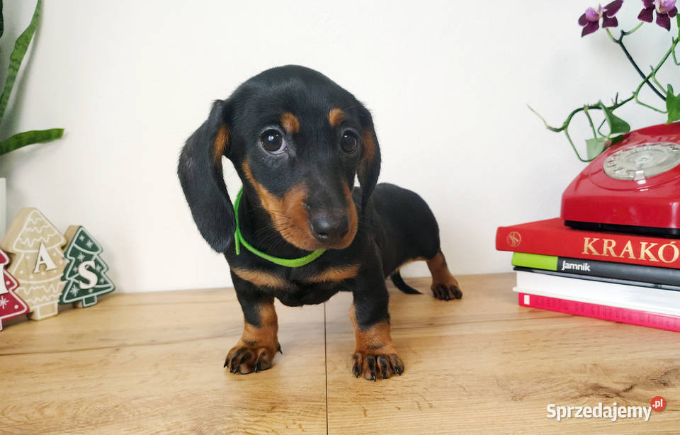 SUCZKA Jamnik krótkowłosy Czarna podpalana Kraków