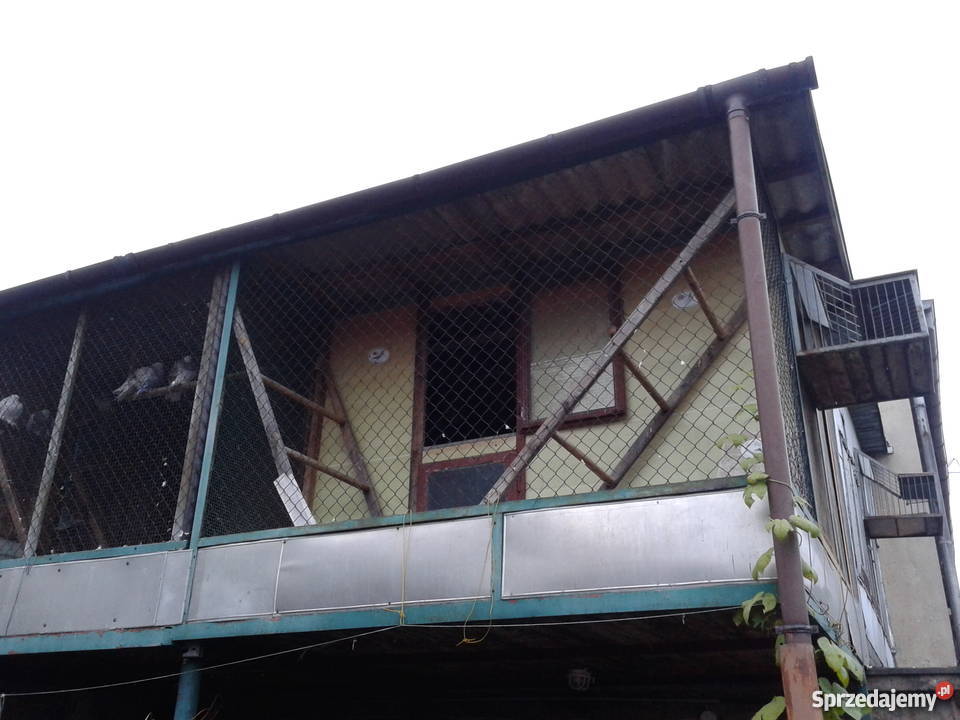 Gołębie pocztowe likwidacja hodowli Turek