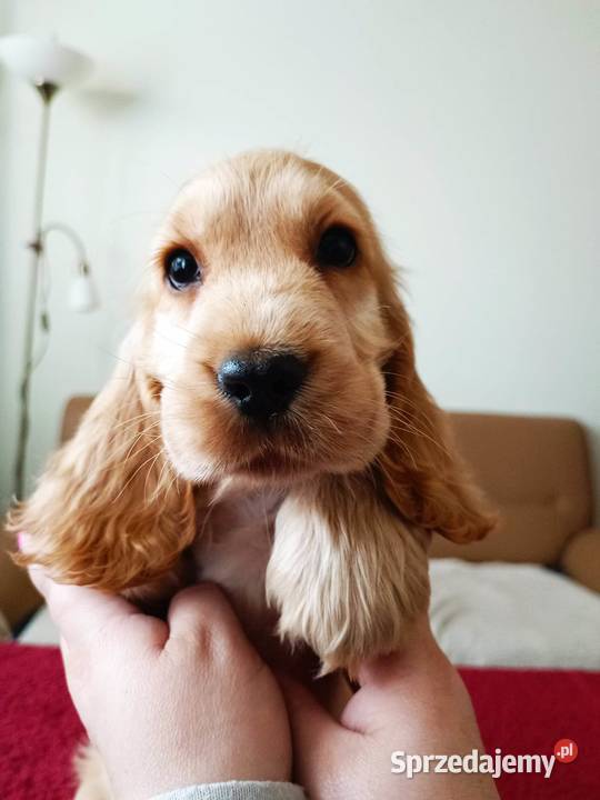 Złote pieski ZKWP dolnośląskie Lubin sprzedam