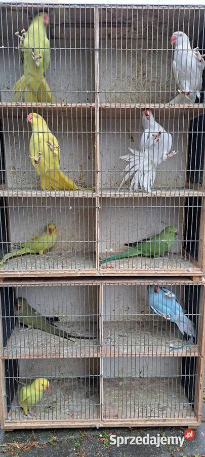 Papugi aleksandretty obrożne Konin