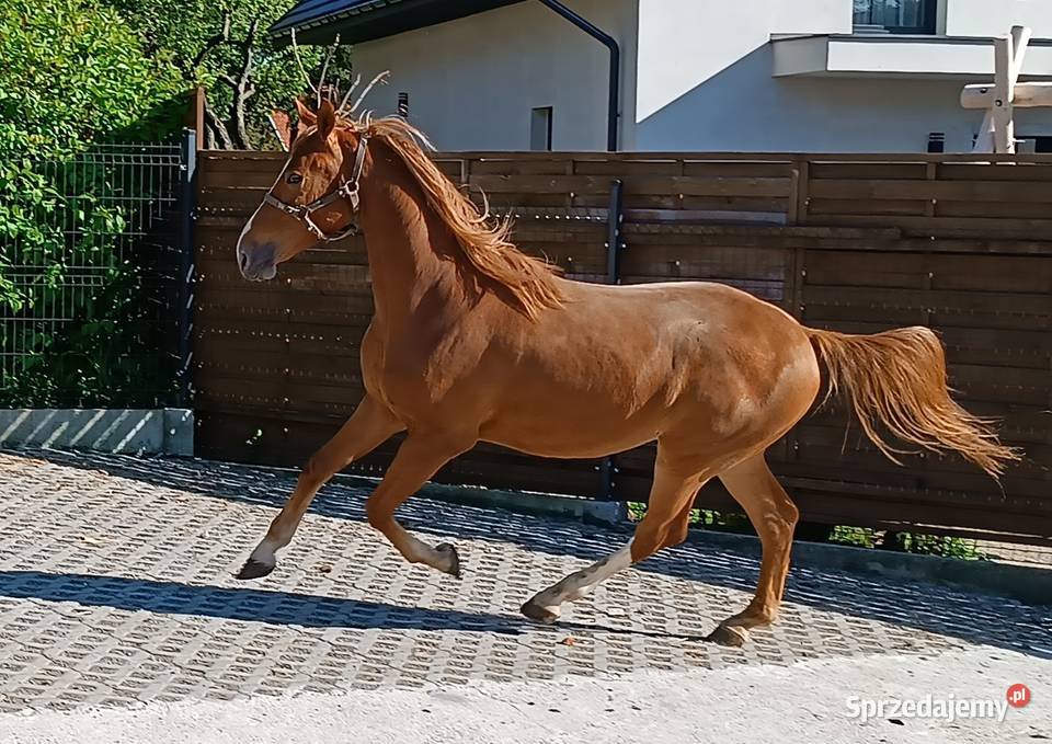 2letni wałach rasy małopolskiej na sprzedaż Luborzyca