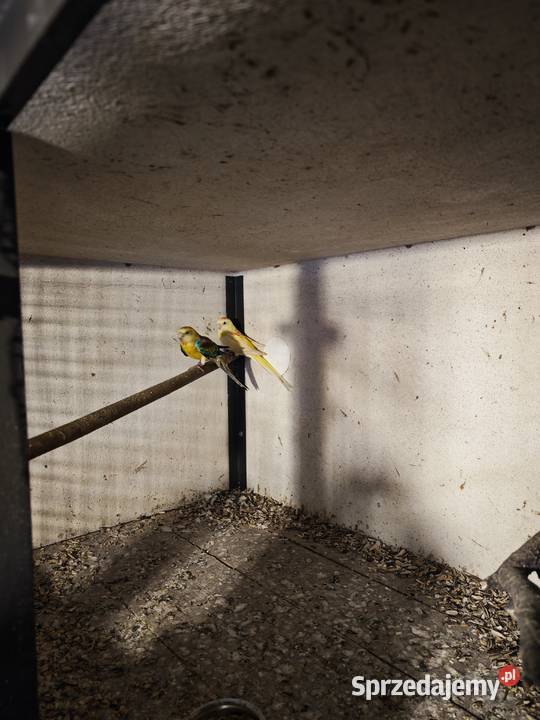 Papugi świergotki 2025 Kryry