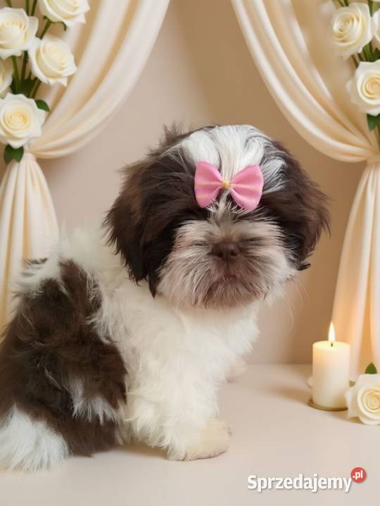 Biało czekoladowa śliczna suczka rasy ShihTzu Namysłów