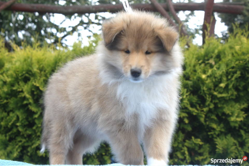 Owczarek szkocki collie długowosy Ciechanów