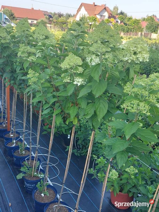 Hortensje Bukietowe na pniu hurt sprzedam Tarnobrzeg