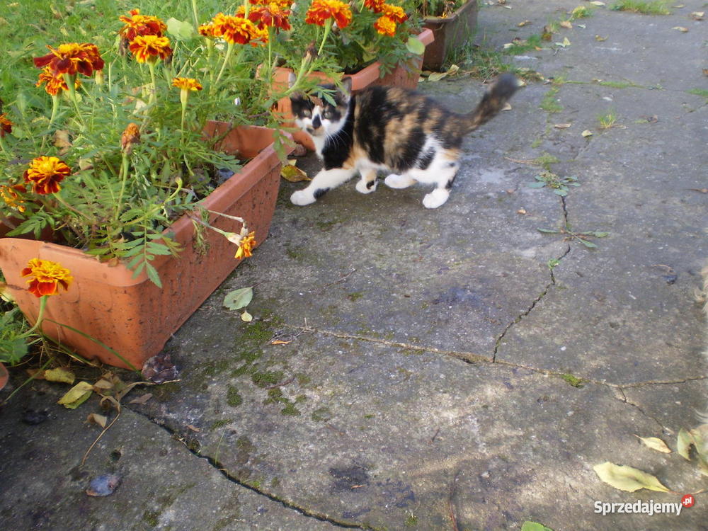 2 miesięczne kotki DOWIOZĘ Myszyniec