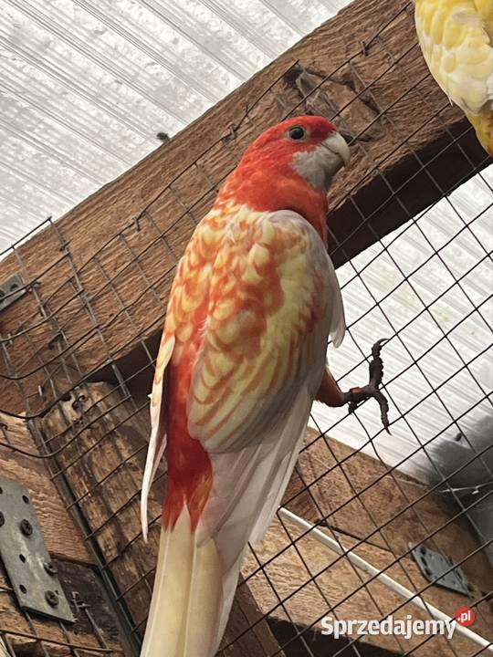 Rozele Królewska Pastel Sztum